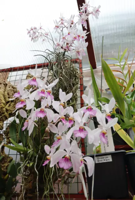 Orchid Species Holcoglossum kimballianum Flowering Sized Plant