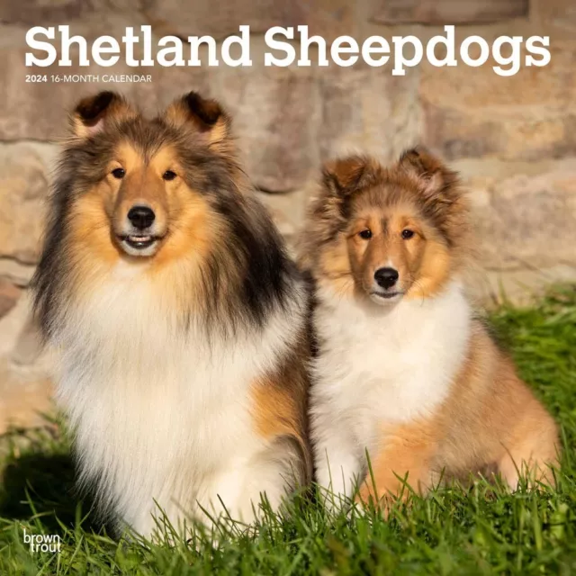 Shetland Sheepdogs | 2024 12x24" Monthly Square Wall Calendar