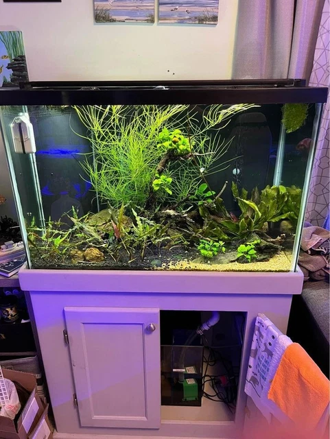 65 Gallon Aquarium Planted Tank Full Set Up: Lights, Sump, etc