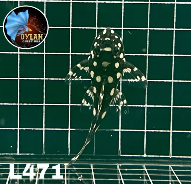 1 L471 Pleco -( Size3 Cm+) Mini Snowball Pleco- High Quality Pleco - USA SELLER