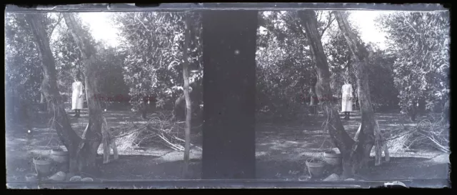 Arbre éxotique Jeune femme NEGATIVE Photo Stereo Plaque de verre Vintage c1930