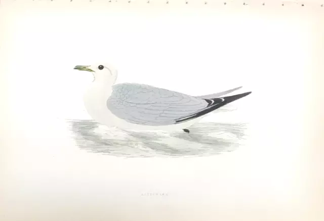 F. O. MORRIS - 5th EDITION - c. 1903 - KITTIWAKE - 382 - HANDCOLORED