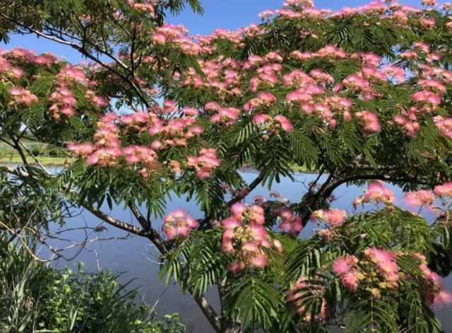 50 Mimosa / Persian Silk / powder puff tree / Albizia Julibrissin Flower Seeds