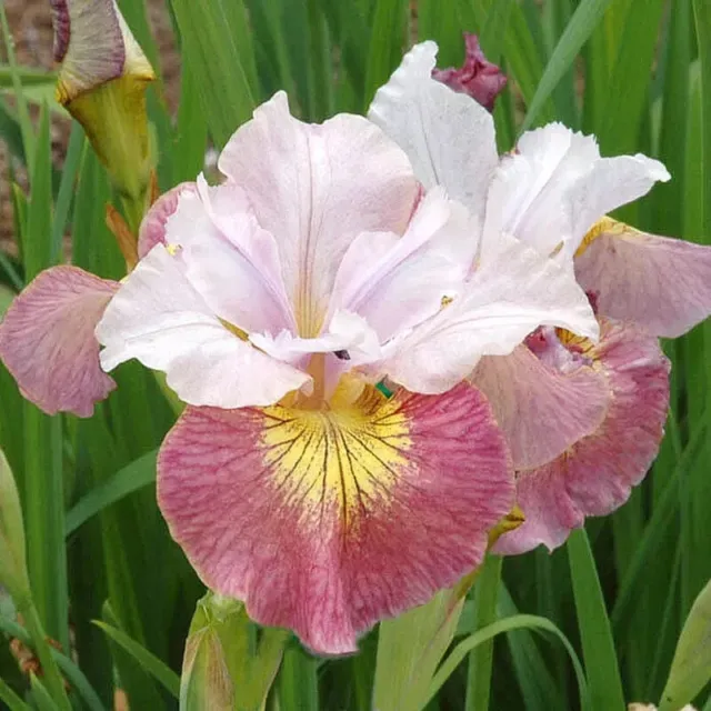 Siberian Iris - Sugar Rush - 2 Plants