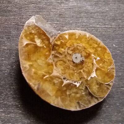 Ammonite géode cabochon 27x21x7mm guérison tout chakra fossile prospérité 