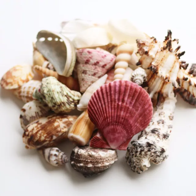 Mixed Sea Shells 400g Large Aquarium Craft Beach Indian Table Wedding Decoration