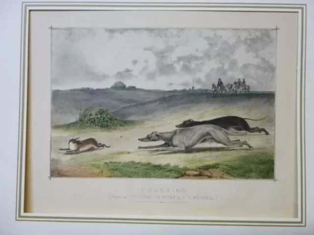 Hunting -  Coursing Rabbit Lithographie Jagd Hasenjagd Jäger