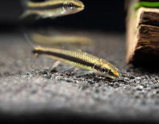 Group of 7+1 Live Siamese Algae Eater Premium High Quality Tropical Fish Grade A