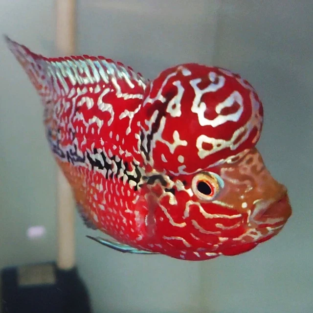 Full Red Kamfa Flowerhorn Angry Face Small Size F2 Flowerhorn Live Fish Aquarium