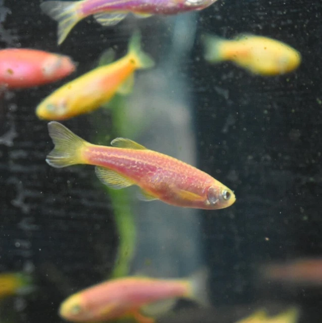 Live Assorted Rainbow Glow Danio (Pack of 6 Aquarium Fish) *PLS READ DESCR* 11
