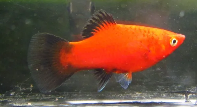 6 Red Wag Platy Platies Live Freshwater Aquarium Fish