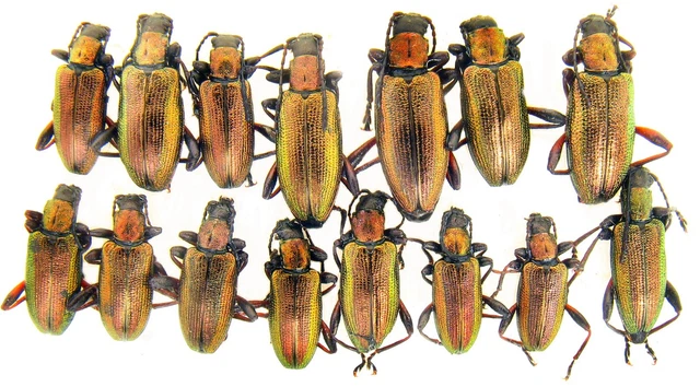 Coleoptera, Chrysomelidae, Donacia SP, W Ukraine