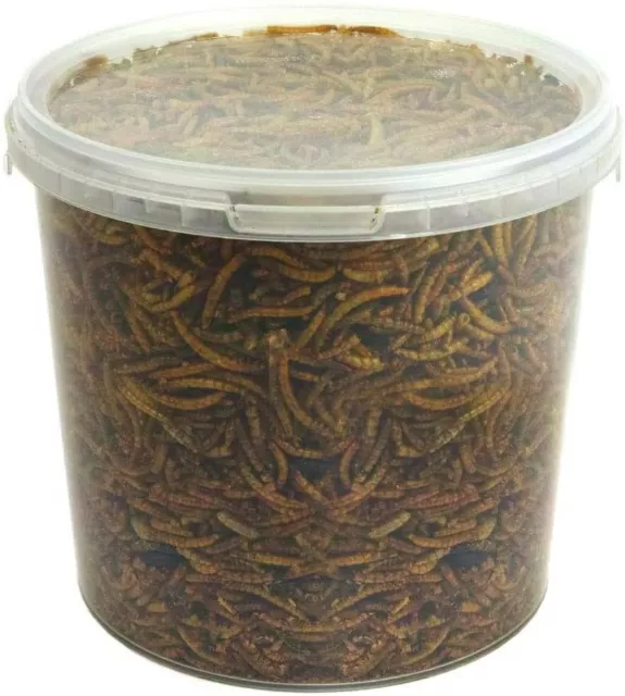 Dried Mealworms - Premium Quality Wild Bird Food Garden Snacks For Birds