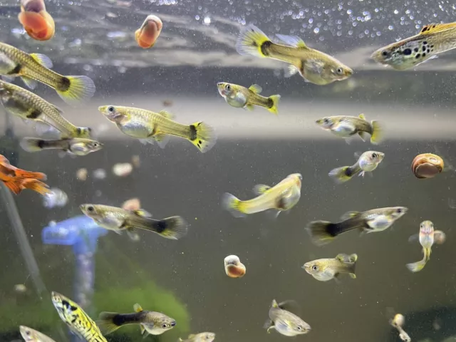 5 Assorted Fancy Guppies Freshwater Aquarium Live Fish