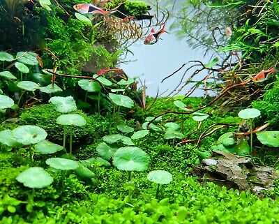Hydrocotyle Verticillata Pennywort | Aquarium Plants BUY2GET1FREE*