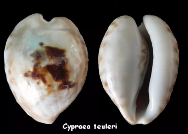 Coquillage de collection : Cypraea teulerei