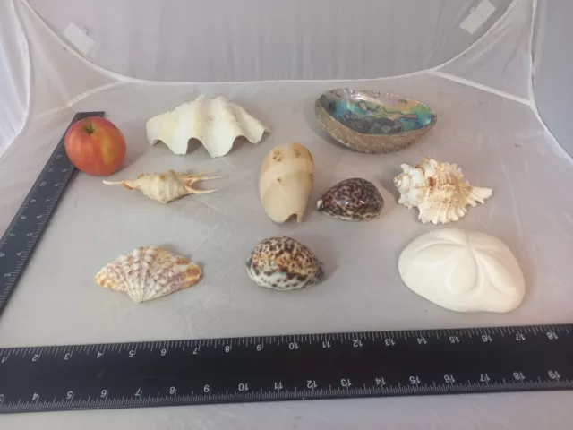 Job lot 9x Sea Shell Seashells Abalone Melon Spider Conch Clam Cowrie Seabiscuit