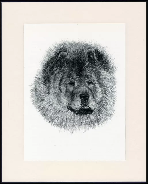 Chow Chow Old Dog Head Study Print 1935 By C.f. Wardle Mounted Ready To Frame