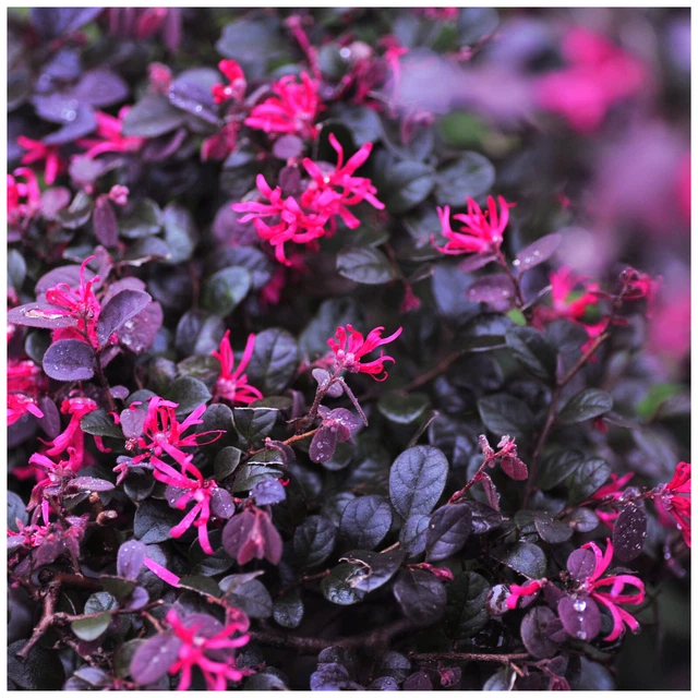 LOROPETALUM CHINENSE RUBRUM Fire Dance In 9cm Pot Witch Hazel EUR 11 