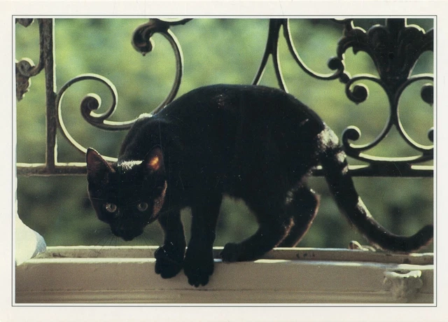 Cpsm / Carte Postale / Chat / Cat / Photo Stephane Yaich