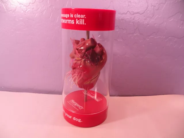 Anatomical Canine / Dog Heart model Veterinary Display Cracked