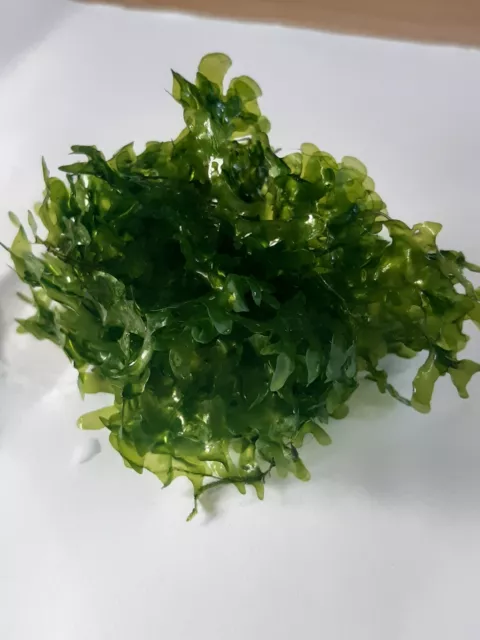 Süßwassertang - (Lomariopsis lineata) Moos - Aquascaping -Aquarium - Pflanze