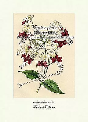 Thomsons Losbaum Clerodendron Thomsonae Lippenblütler Losstrauch Vilmorin A4 379