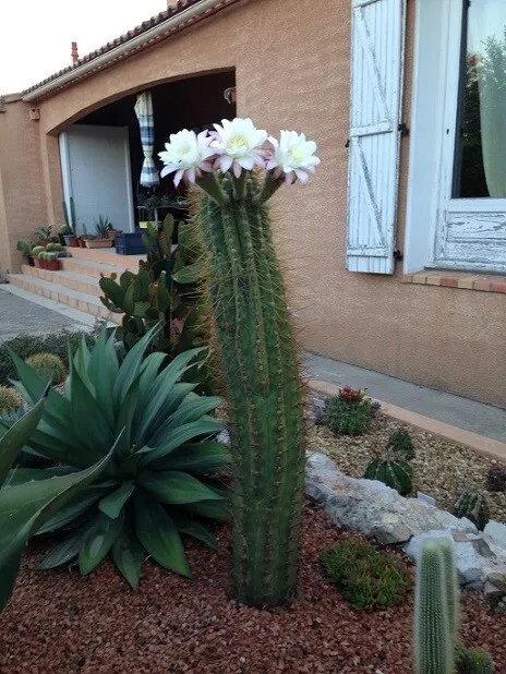 Cactus cierge. Echinopsis terscheckii. H. 11 cm.