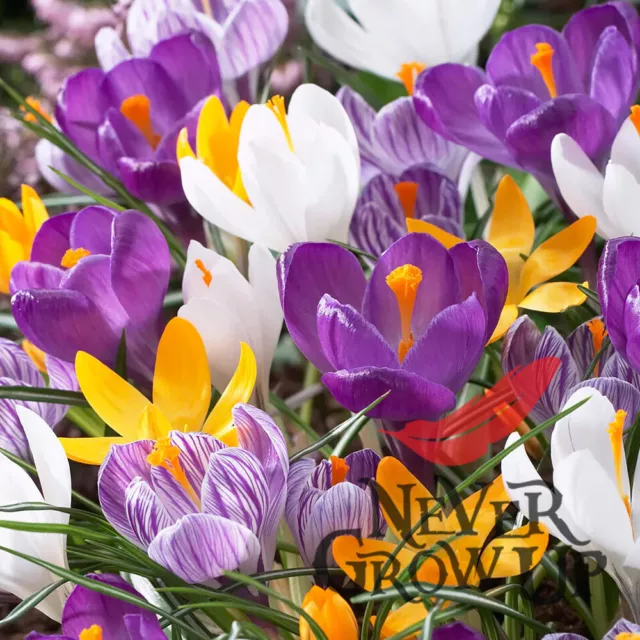 LARGE Flowering Crocus Mixed Spring Garden Autumn Planting Perennial Hardy BULBS