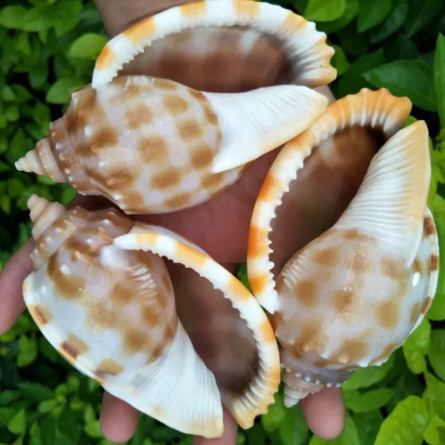 Natural Sea Shells Conch Fish Tank Aquarium Landscape Ornament Home Decor  DIY