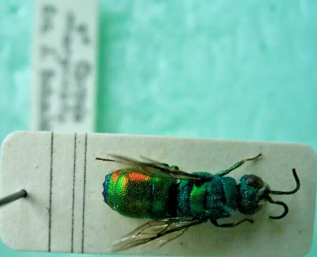 HYMENOPTERA CHRYSIDIDAE  CHRYSIS marginata,  1 m, ex TR