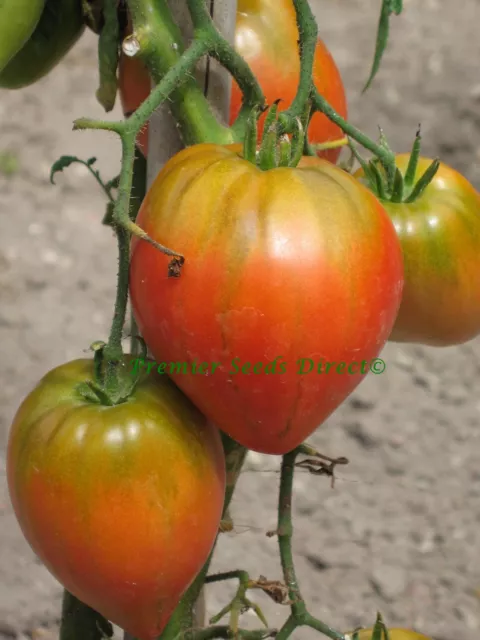 Italian Tomato Cuore Di Bue 50 Finest Seeds