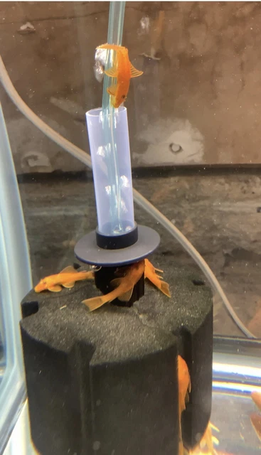 3 Super Red Bristlenose Pleco -  1" - US Tank Bred And Raised - Unsexed
