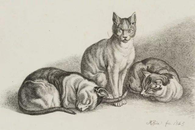 J. KLEIN (1792-1875), Die drei Katzen,  1845, Radierung Tiere Romantik