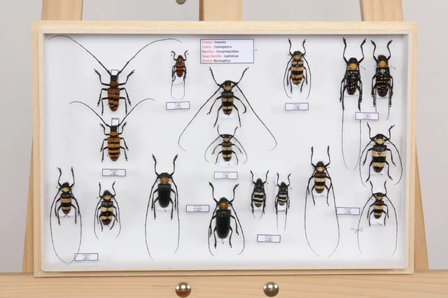 ENTOMOLOGIE COLLECTION MUSÉUM des insectes du monde Lot N° 30 ...