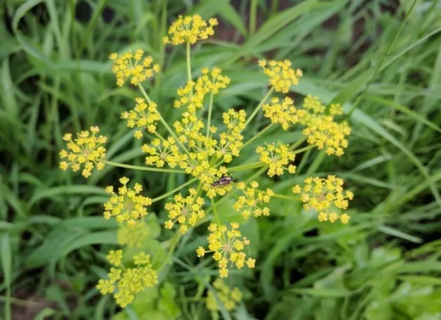 Wild Parsnip .Pastinaca sativa. 50 Seeds. Wildflower. Bees. Pollinator.Umbelifer