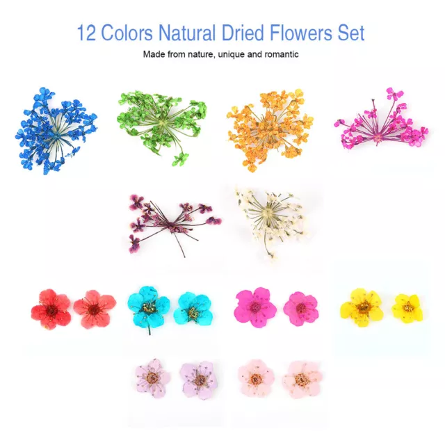 12 Types Colorful Natural Dried Flowers Set Real Dry Flowers Nail Decor TOH