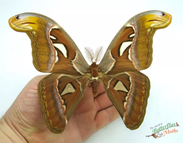 Attacus Atlas HUGE Moth Insect MALE SET x1 A1- Entomology specimen NICE