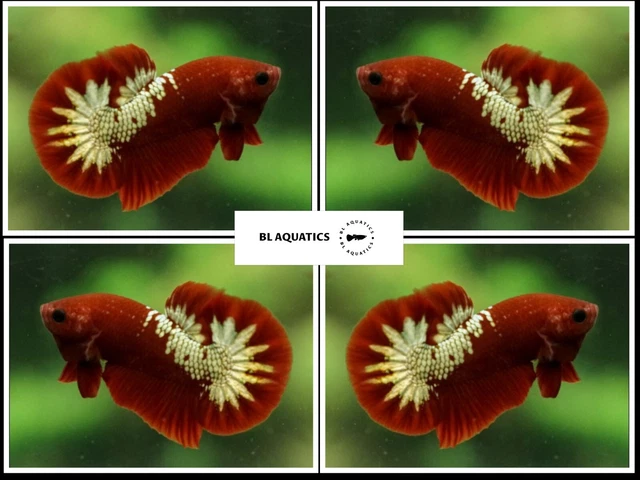 Live Betta Fish High Quality (MALE) Red Fancy Copper - USA Seller