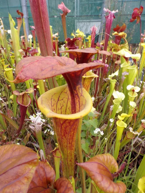 Sarracenia flava var cuprea