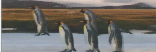 3D / Lentikular-Wackel-Lesezeichen: laufende Königspinguine - marching penguins