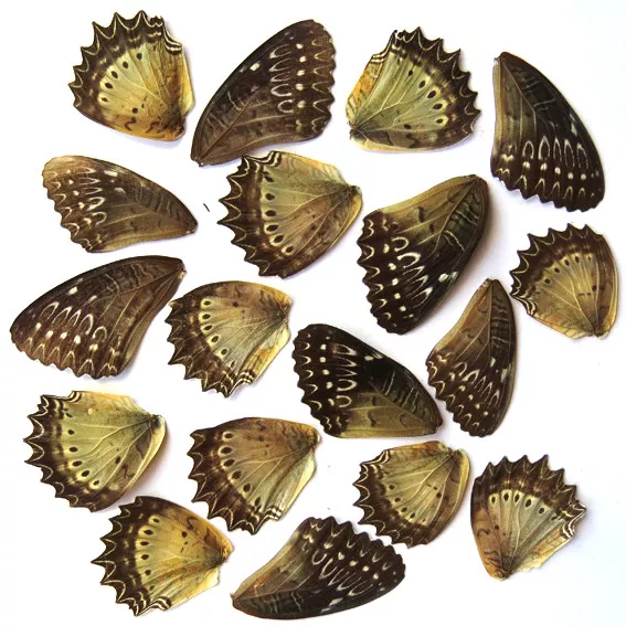 GIFT 20 pcs REAL BUTTERFLY wing material  DIY artwork jewelry  #42