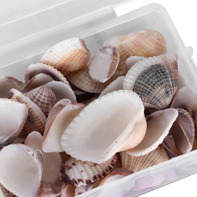 Cáscara de mar natural práctica ligera portátil para pulseras para