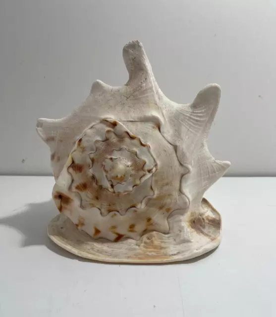 Giant Horned Helmet Conch (Cassis Cornuta) Sea Shell (approx 9" high x 10"long)