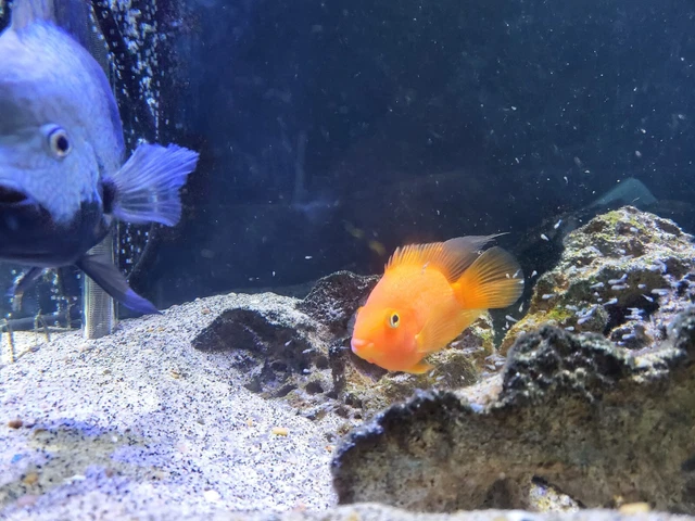 Red Texas cichlid .5" - 1" size 3 pack fresh water live tropical fish 4