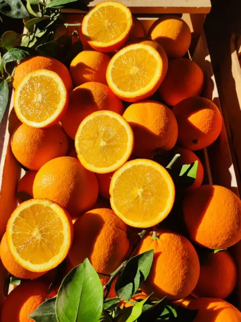 ♥️ ARANCE NAVEL NOVELLINO Etna Sicilia 18 kg bio da spremuta marmellata 🍊