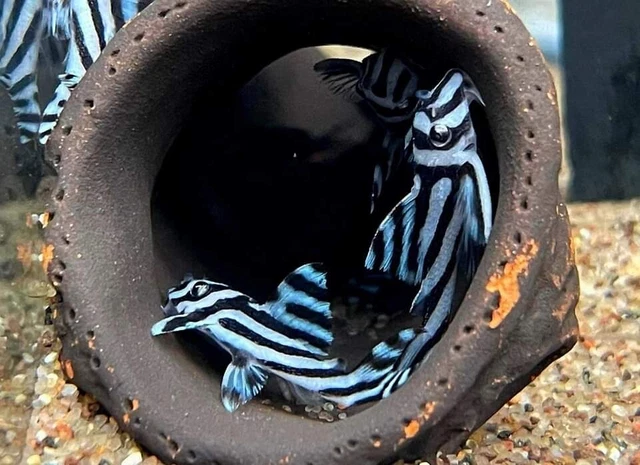 Hypancistrus zebra L046