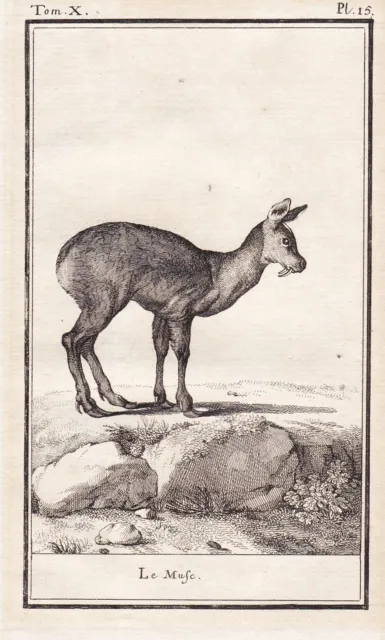 Moschus Musk deer Reh Hirsch gravure engraving Kupferstich Buffon 1780