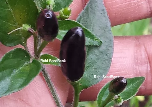 Chilli Chipolte - One of the Most Rare, Hot & Beautiful Black Chilli - 10 Seeds!