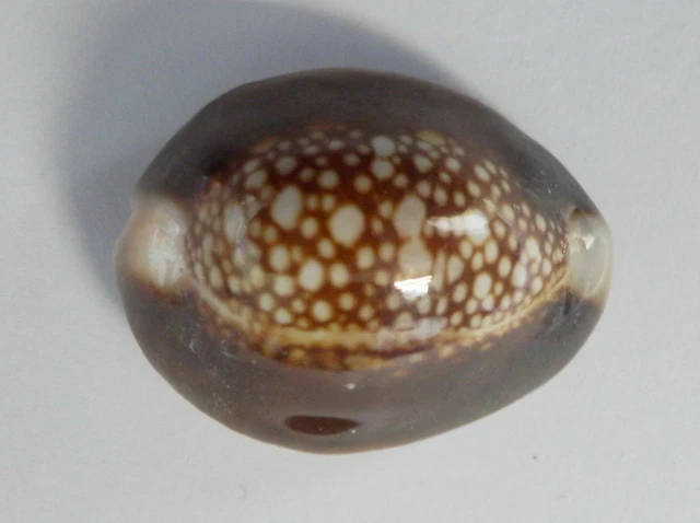 The snakehead Cowry Cypraea caputserpentis Sea Shell Specimen 2 pieces Lot